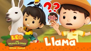 Riding a LLAMA on a DANGEROUS MOUNTAIN?!  | 30 MIN | Leo the Wildlife Ranger | Kids Cartoons