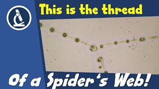 🔬 102 - How to put SPIDER'S WEB under the microscope and find out how thick it is | Citizen Science