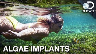 Just Kidding... Algae Is Freaking Awesome.