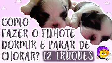 O que fazer quando cachorro idoso não dorme à noite?
