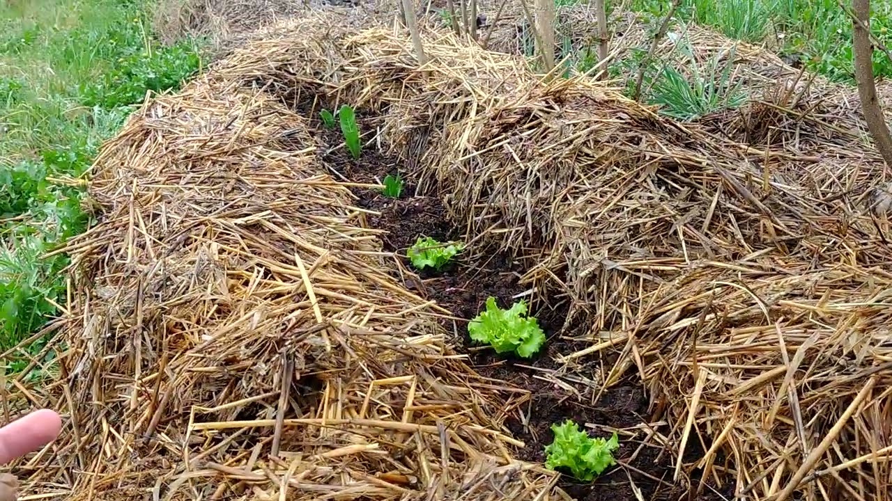 ORTO PERFETTO SENZA VANGARE e SENZA ACQUA - (prototipo ideale di orto con pacciamatura e Compost)