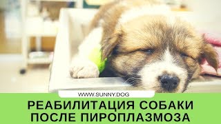 Восстановление собаки после пироплазмоза. Реабилитация. Восстановление собаки после пироплазмоза. Реабилитация.