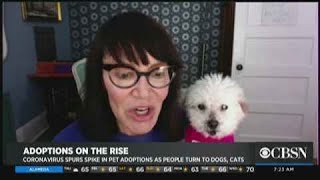 Spike In Pet Adoptions Amid Coronavirus Pandemic Stay-At-Home Order