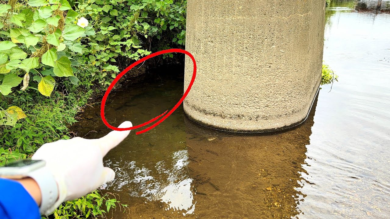 高架下の暗渠を住処にしていた巨大外来生物とは…