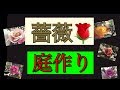 【薔薇庭作り 4】フェンス仕立て