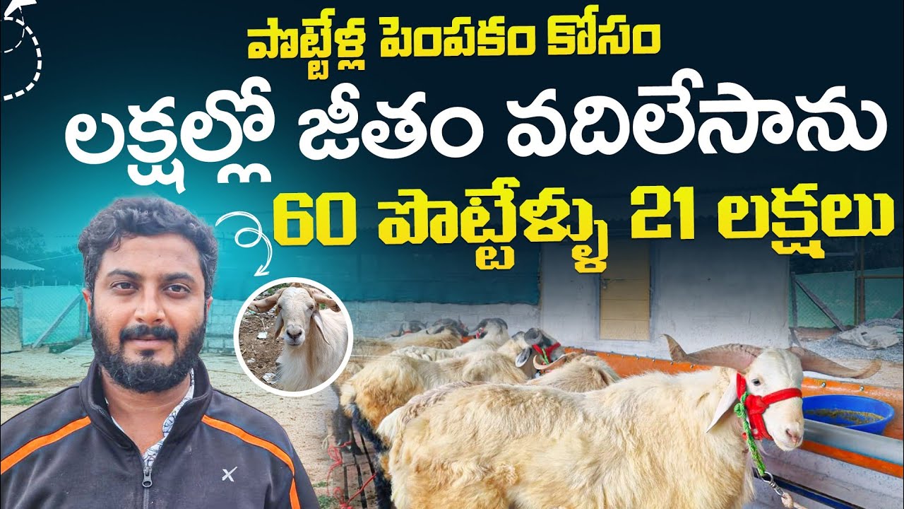 ఏడాదిలో 60 పొట్టేళ్ళు 21 లక్షలు ! Sheep farming in telugu !! పొట్టేళ్ల పెంపకం alikhankrk #farming
