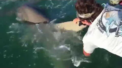 Man Grabs Giant Hammerhead Dorsal Fin To Save Tarpon (HD)