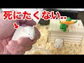 エサになるはずだったマウスが..ついにその日を迎えてしまいました...
