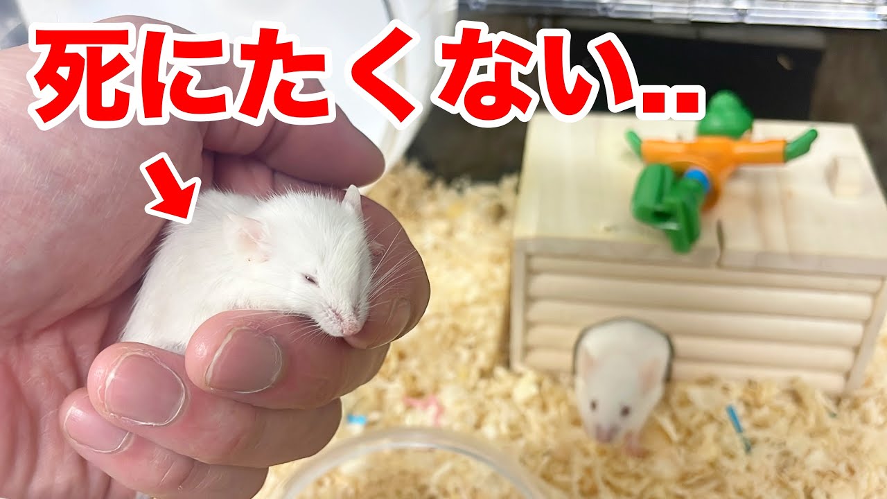 エサになるはずだったマウスが..ついにその日を迎えてしまいました...