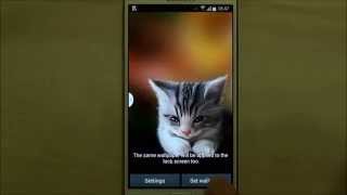 Sleepy Kitten Live Wallpaper