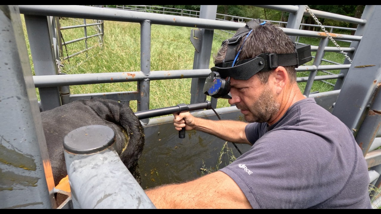 Cattle Pregnancy Detection Using Ultrasound Technology