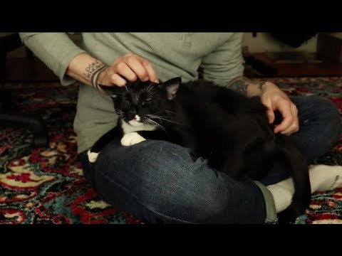 ASMR with Cats