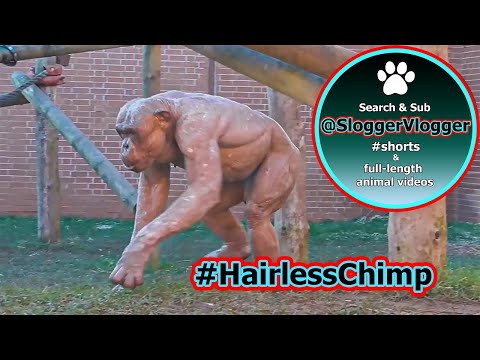 Fighting Hairless Chimpanzees