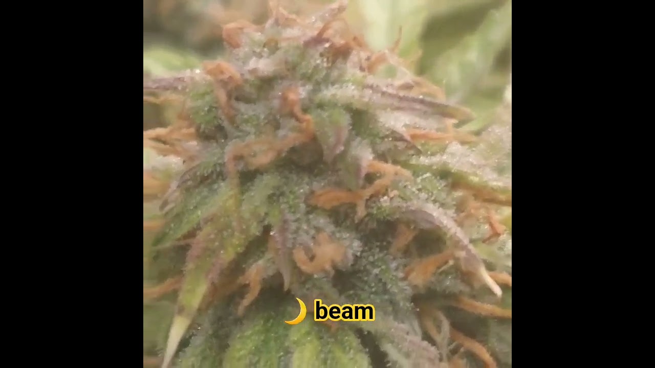 Moonbeam! by Multiverse 