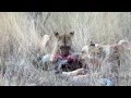 Lions feeding on a Warthog (not for sensitive viewers)