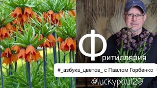 Фритиллярия - рябчик. полезные советы по работе с цветком от Павла Горбенко