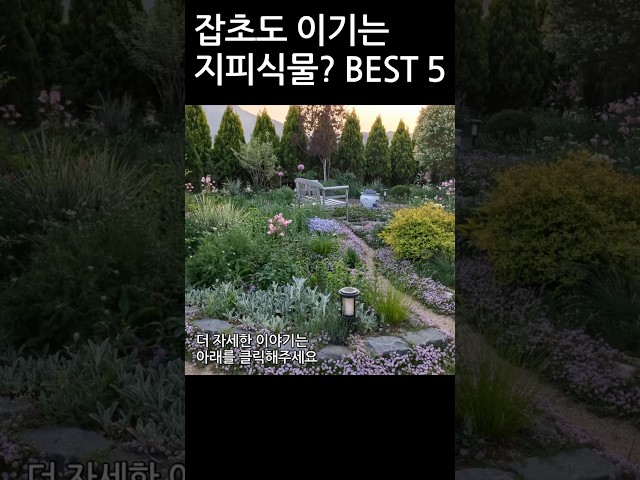 잡초도 이기는(?) 지피 식물 5