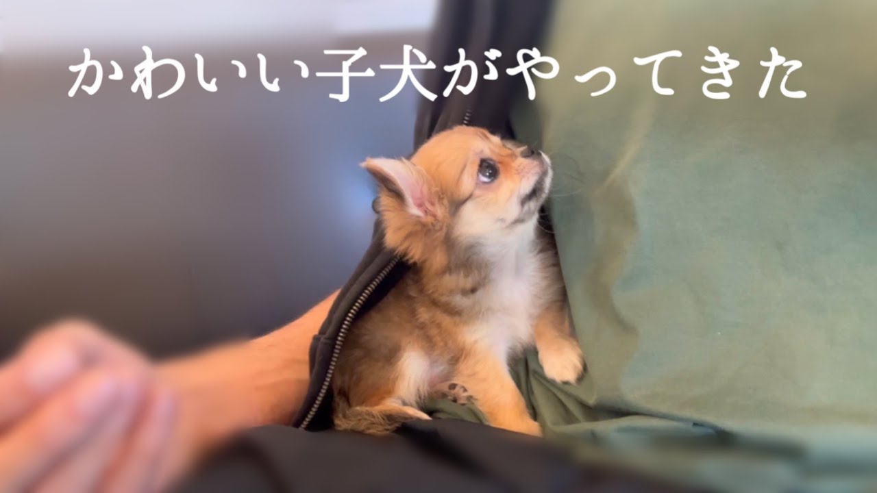 【お知らせ】私たちのもとにかわいい子犬が来てくれました🐾