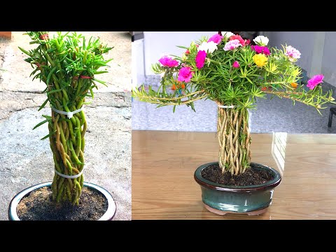 Video Trồng hoa mười giờ thành chậu bonsai mini để bàn dễ... - youtube