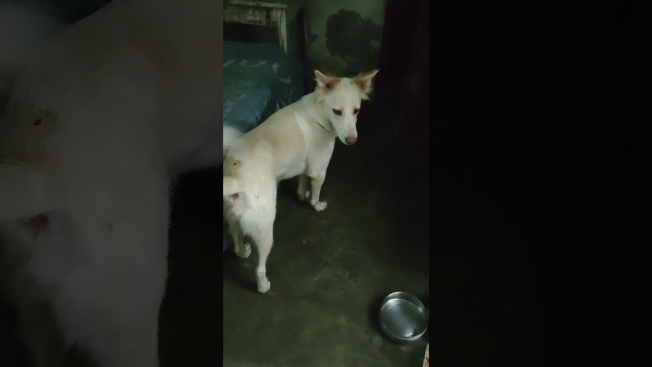 coco kuch chahiye isko!