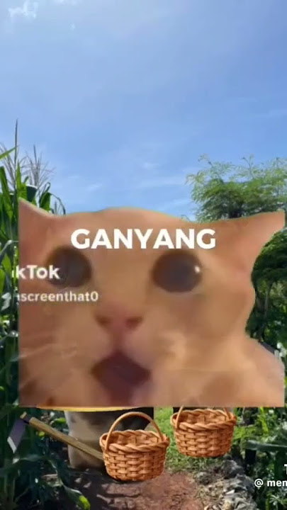 menanam jagung di kebun kita