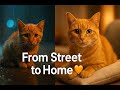 From Street to Home — The Orange Cat’s Journey That Will Melt Your Heart ❤️