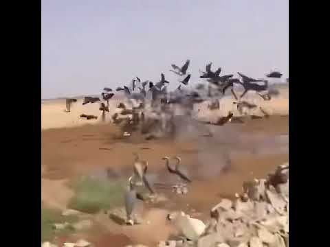 صيد الغرنوق مشاءالله