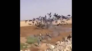 صيد الغرنوق مشاءالله