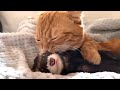寝かしつけてほしい末っ子猫と爆睡フェレットが可愛い cat&ferret