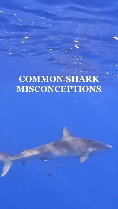 common #shark 🦈 misconceptions #shorts #didyouknow - YouTube