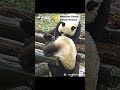 Clumsy giant panda shows off accidental acrobatic skills on wooden climbing frame