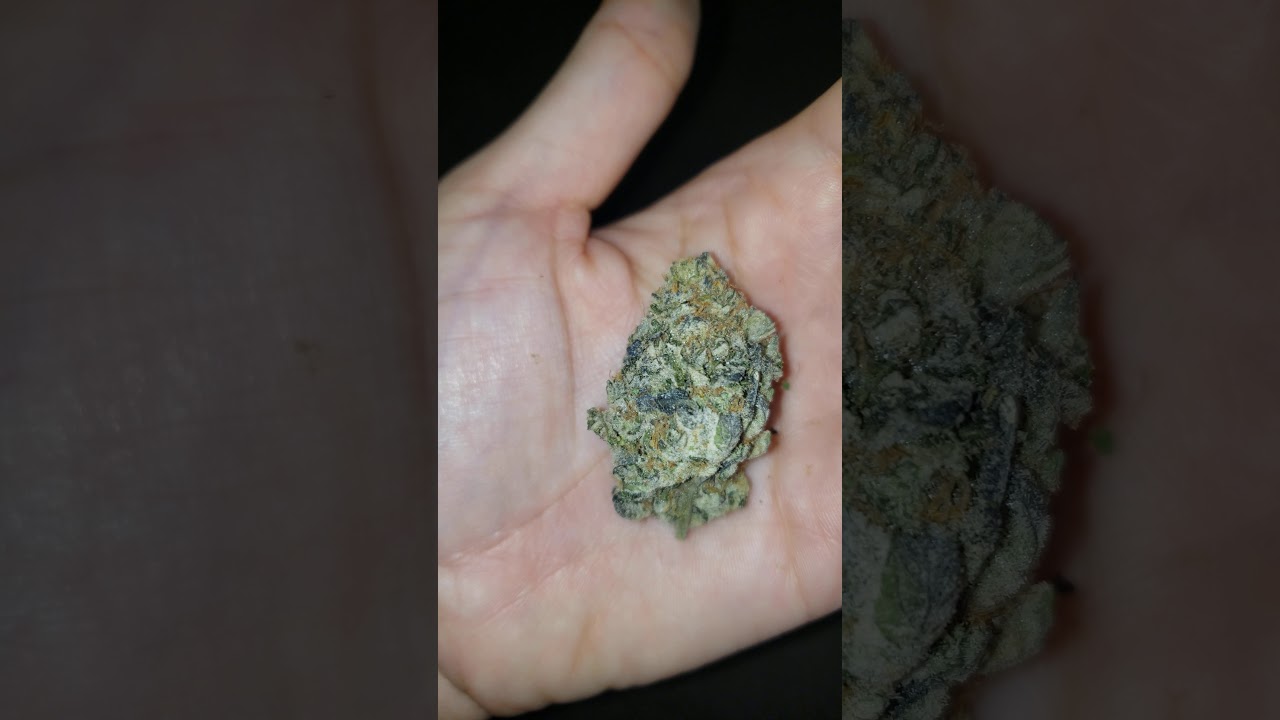 Forum Cookies. Exotic weed. Frosty bud. Marijuana.