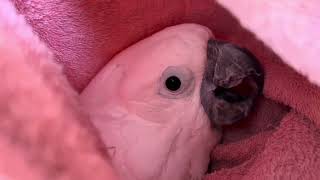 Koooohakuuuuuu🥚wrapped in a blanket