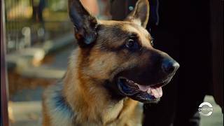 Hudson & Rex | Skater Rex | Season 7