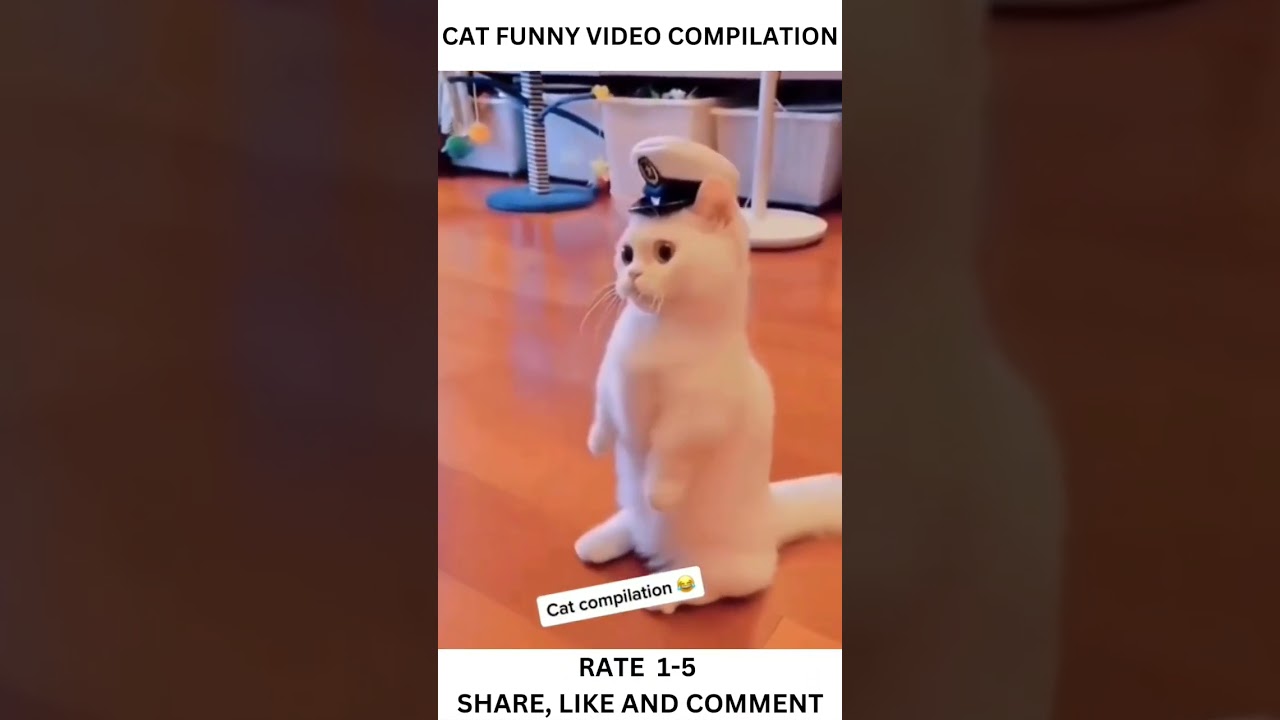 Cat funny activities in real life #catfunnyvideos #catlovers #catfunny