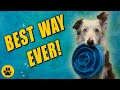 Comment apprendre  votre chien  aller chercher diffrents objets