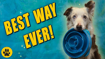 How To Teach Your Dog To Fetch Different Objects