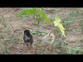 "Two Chick's Beautiful Moments in The Forest" 🐥🐥