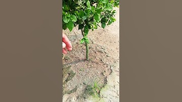 cây nguyệt quế hoa thơm lá nhỏ