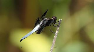Common Whitetail flies off, comes back, poops