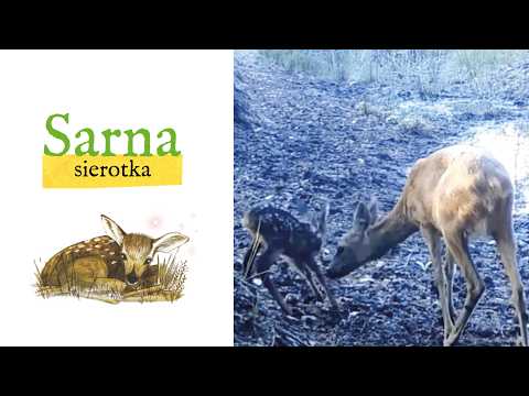 Roe Deer Orphan | What do wild boars and other animals play at? 🐾