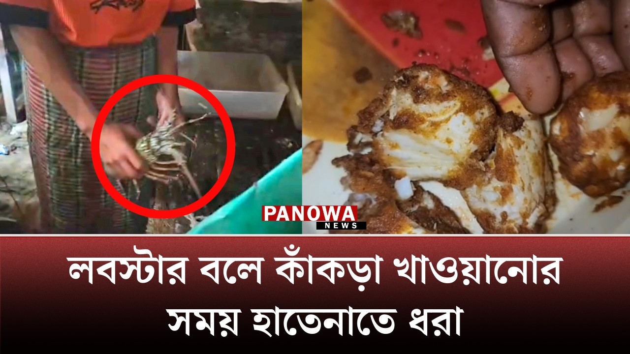 লবস্টার বলে কাঁকড়া খাওয়ানোর সময় হাতেনাতে ধরা | Sugandha | Cox's Bazar
