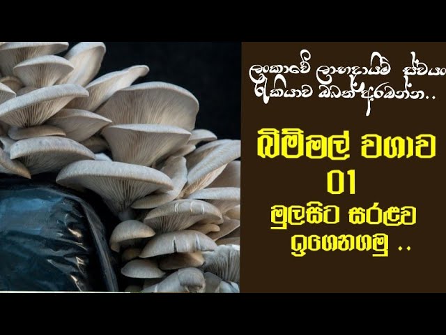 බිම්මල් වගාව මුල සිට ප්‍රායෝගිකව ඉගෙනගමු mushroom production techniques simply from the beginning