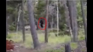 Bigfoot Turns & Looks at Couple from 20 Yards at Red Rocks Park