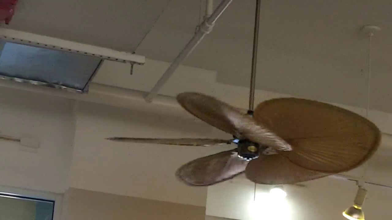 52" Fanimation Islander Ceiling Fans in a Dress Shop - YouTube