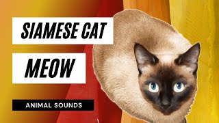 The Animal Sounds Siamese Cat Meow Sound Sound Effect Animation