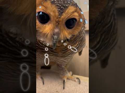 Rahasia Bibib‼️ #funnyvideo #animals #cute #funny #owl #pets #cuteanimals