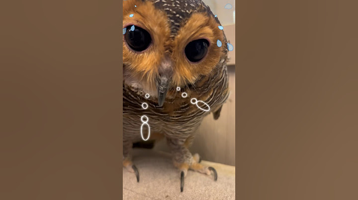 Rahasia Bibib‼️ #funnyvideo #animals #cute #funny #owl #pets #cuteanimals