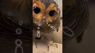 Rahasia Bibib‼️ #funnyvideo #animals #cute #funny #owl #pets #cuteanimals
