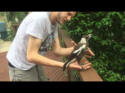 Phoenix the Magpie Whisperer